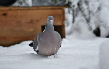 Zimní krmení a doplňky: Co zvířatům chybí, když udeří mrazy