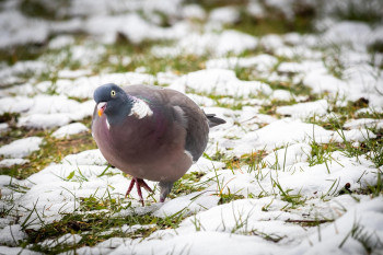 Udržte holuby silné i v lednu