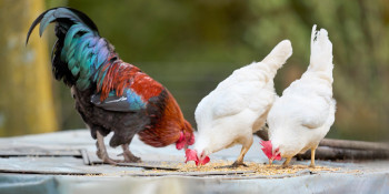 Jak ochránit krmivo před škůdci: chyby, které stojí peníze i zdraví chovu