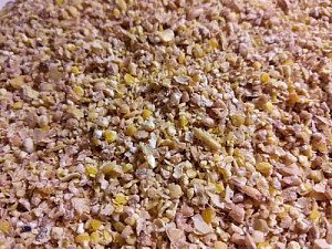 Křepelky chov - 10 kg